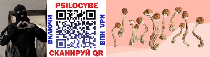 Псилоцибиновые грибы Psilocybine cubensis  Железноводск 